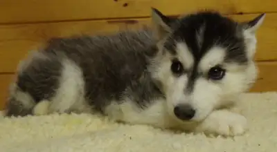 Registered Siberian Huskies, View more