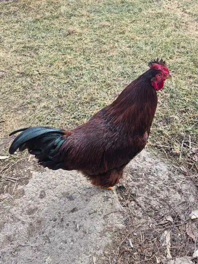 Roosters for sale, View more