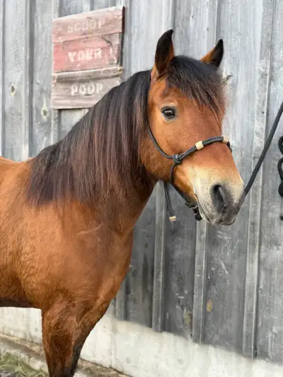 Pony for sale-obo, View more