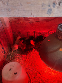 10 day old chicks