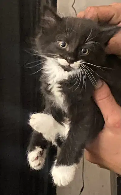 8 week old litter trained kittens, View more