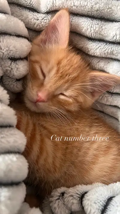 three kittens (all pending), View more