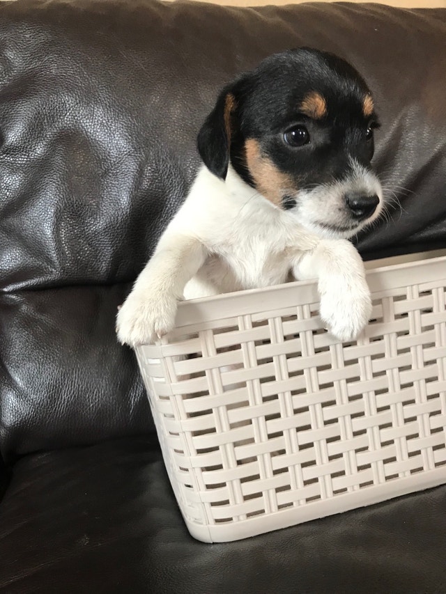 Pure bred Jack russell puppies, ready to go! 3 girls left! Dogs