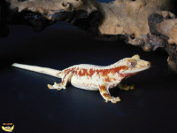 Stunning Lily White Crested Geckos