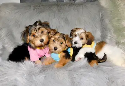 Morkie puppies mixe, View more