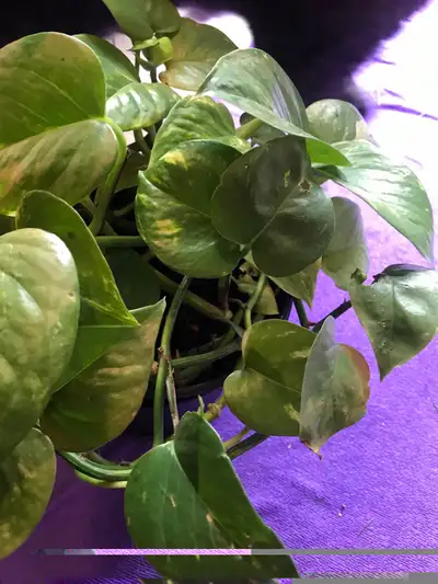 Golden pothos plants, cash payment pick up only, View more
