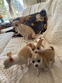 Meet Our Chihuahua Jewels