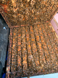 Available, established single story honey bee hives