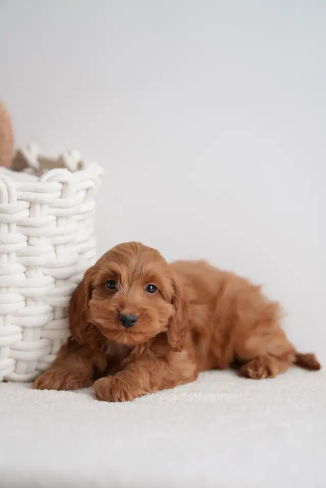 Mini Cockapoo Puppies Ready to Melt your Heart | Dogs & Puppies for ...