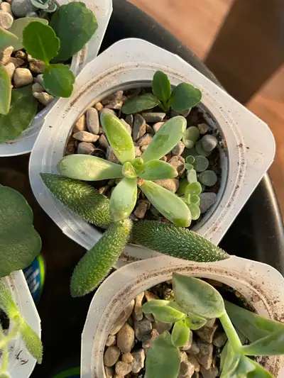 Mini Succulents mix, View more