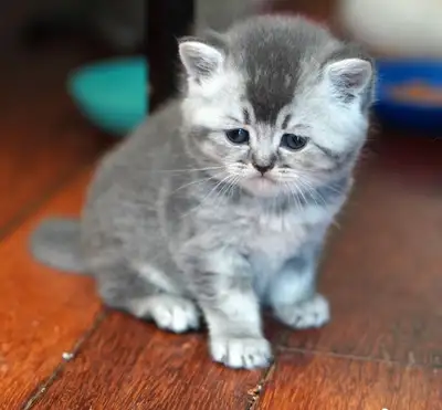 TICA Purebred Scottish Fold kitten from  Breeder, View more