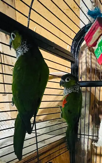 Couple de conure black cap, View more