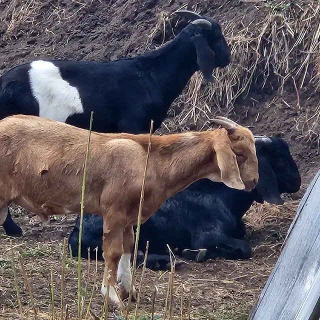  20 Purebred Boer Bucklings – 4 Months Old – $350 Each in Livestock in Oshawa / Durham Region - Image 4