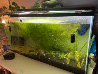 Mini Aquarium for fishes