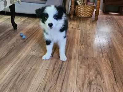 Border Collie Puppy, View more