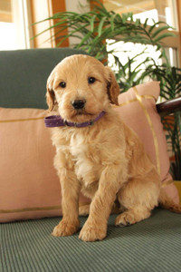 F3B small Goldendoodle puppies 