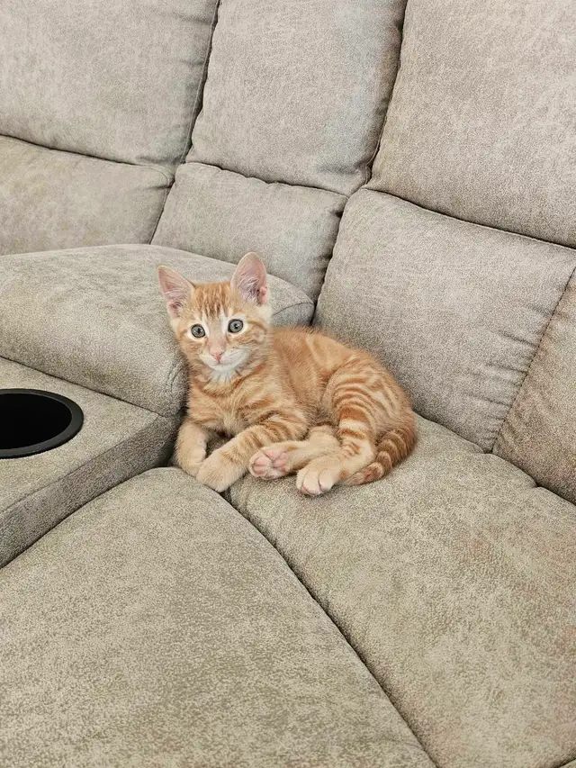 kitten for sale 