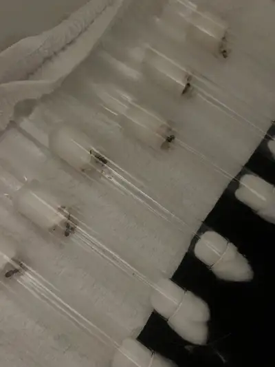 Formica Ant Colony with Workers – Vancouver, View more