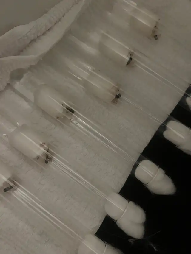 Formica Ant Colony with Workers – Vancouver in Small Animals for Rehoming in Richmond - Image 2
