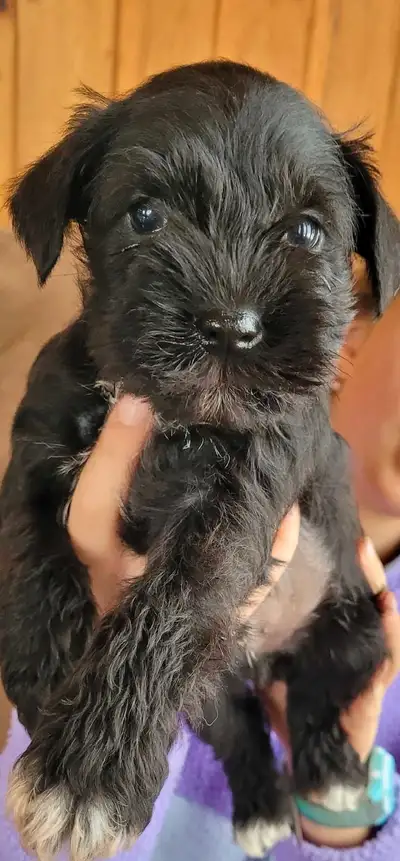 Adorable  schnauzer  nain, View more