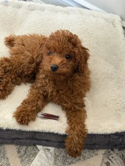 Red Mini Poodle Puppy, View more