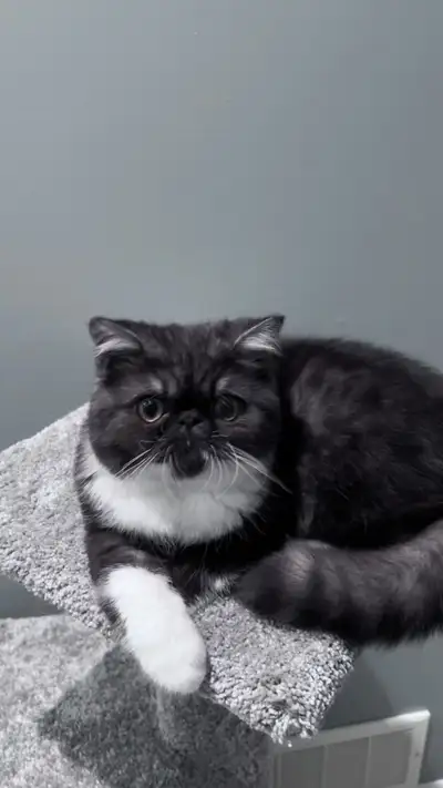 Exotic shorthair brothers, View more