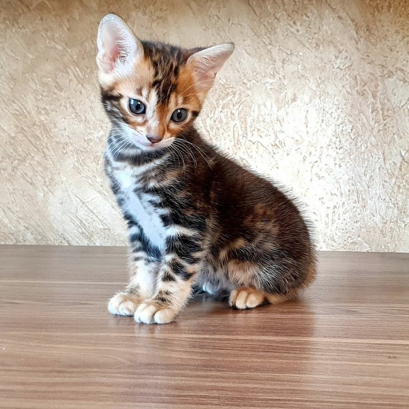 Cute marble bengal kittens with Tica registration Cats & Kittens for