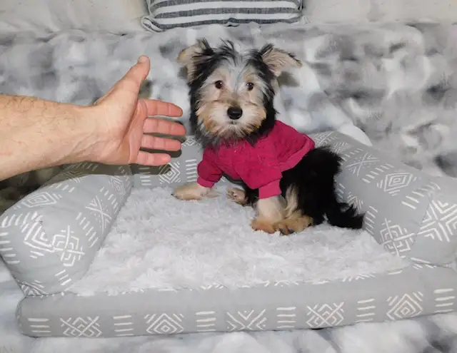 Tiny Toy Yorkie terrier puppy in Dogs & Puppies for Rehoming in City of Toronto - Image 8
