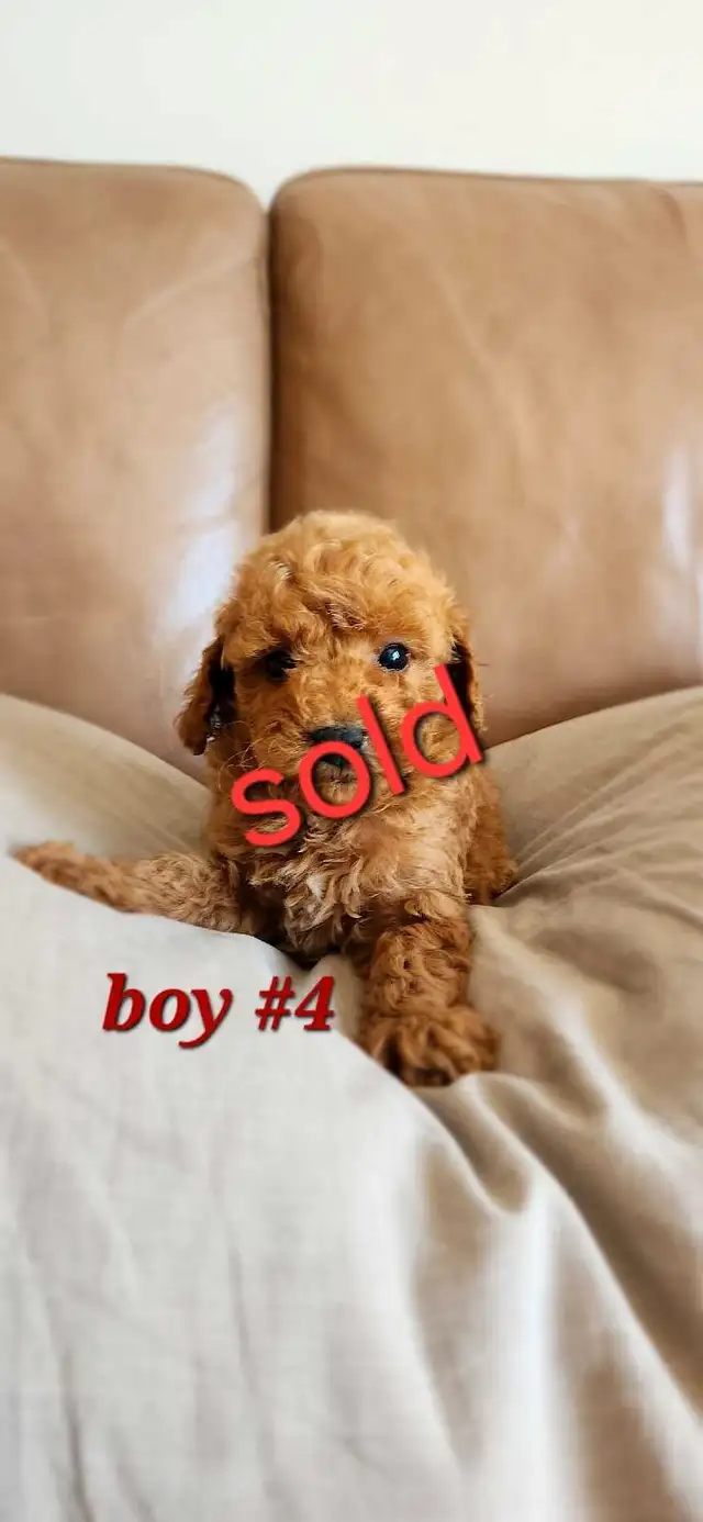 Red toy poodle ( 1 left) in Dogs & Puppies for Rehoming in Winnipeg - Image 8