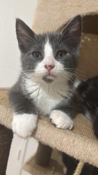 Nous avons 2 magnifiques chatons (âgés de 2 mois) prêts à rejoindre une famille aimante. Ils sont jo...