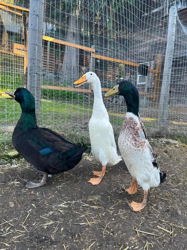 Ducks - Indian Runner and Cayuga Drakes in Livestock in Nelson - Image 2