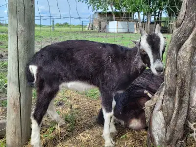 Lamancha bucklings for sale, View more
