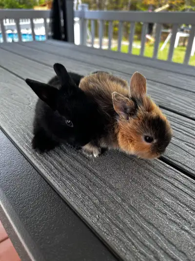 two lionhead females born april 26. will be ready in a week .