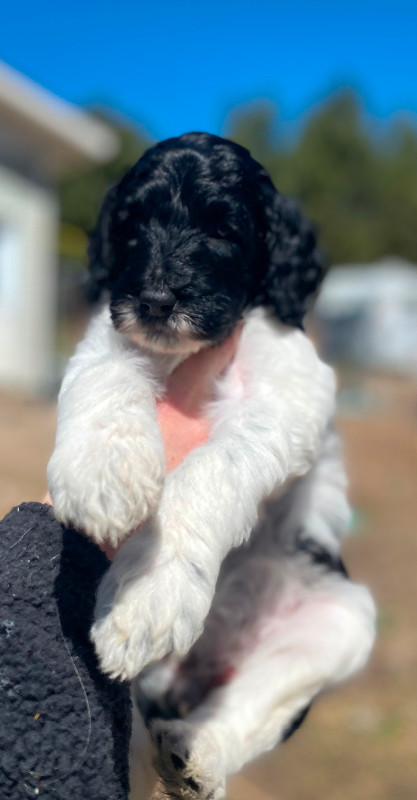 F1bb St Berdoodle Pups in Dogs & Puppies for Rehoming in Petawawa - Image 4