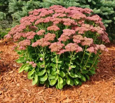 Stonecrop (Sedum) Plant for sale, View more
